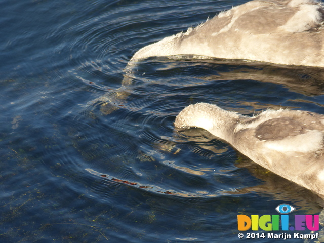 FZ006771 Swanling feeding (Cygnus olor)